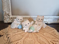 3 White Kittens Figurines - Homeco Vintage Playful Kitties w/ Yarn
